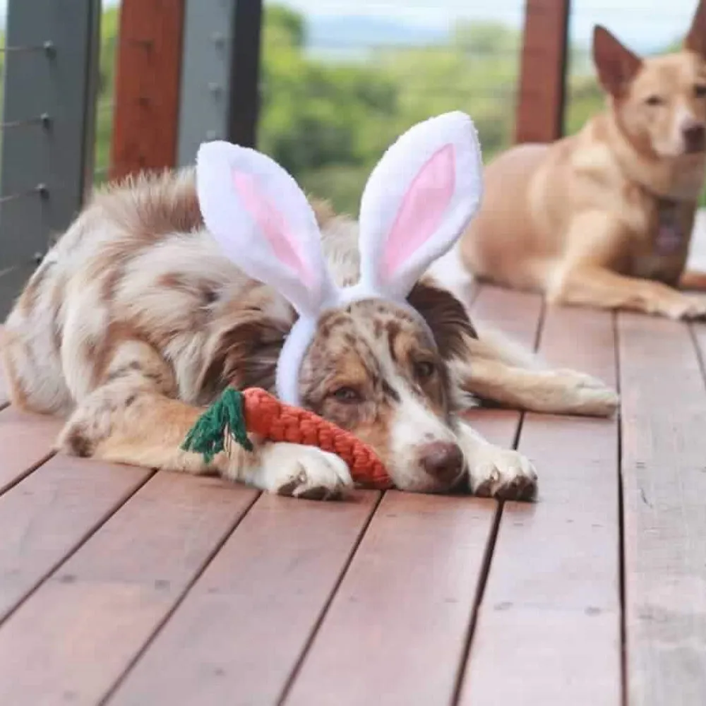 Dog Bunny Ears
