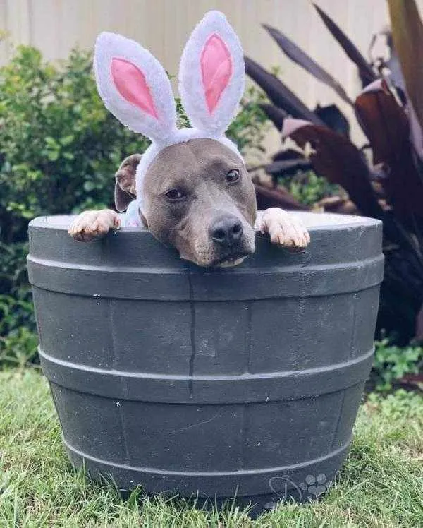Dog Bunny Ears
