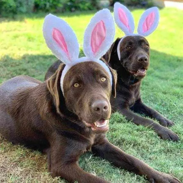 Dog Bunny Ears