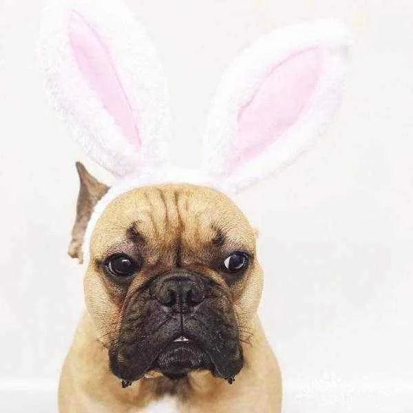 Dog Bunny Ears