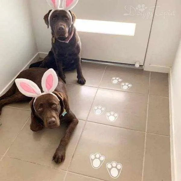 Dog Bunny Ears