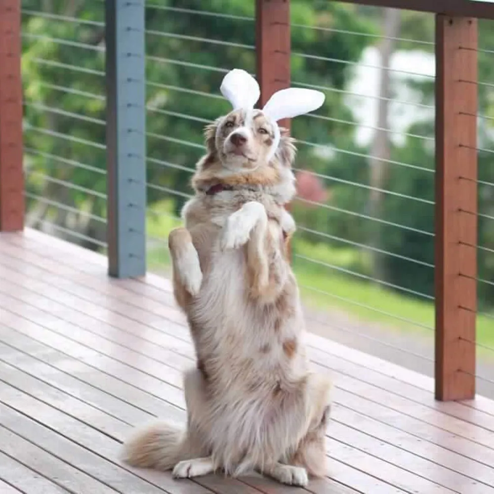 Dog Bunny Ears