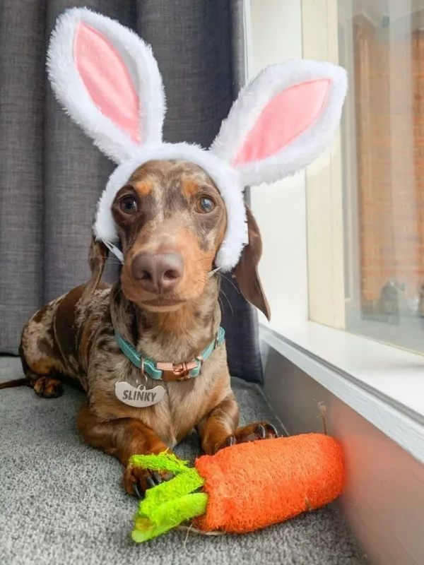 Dog Bunny Ears