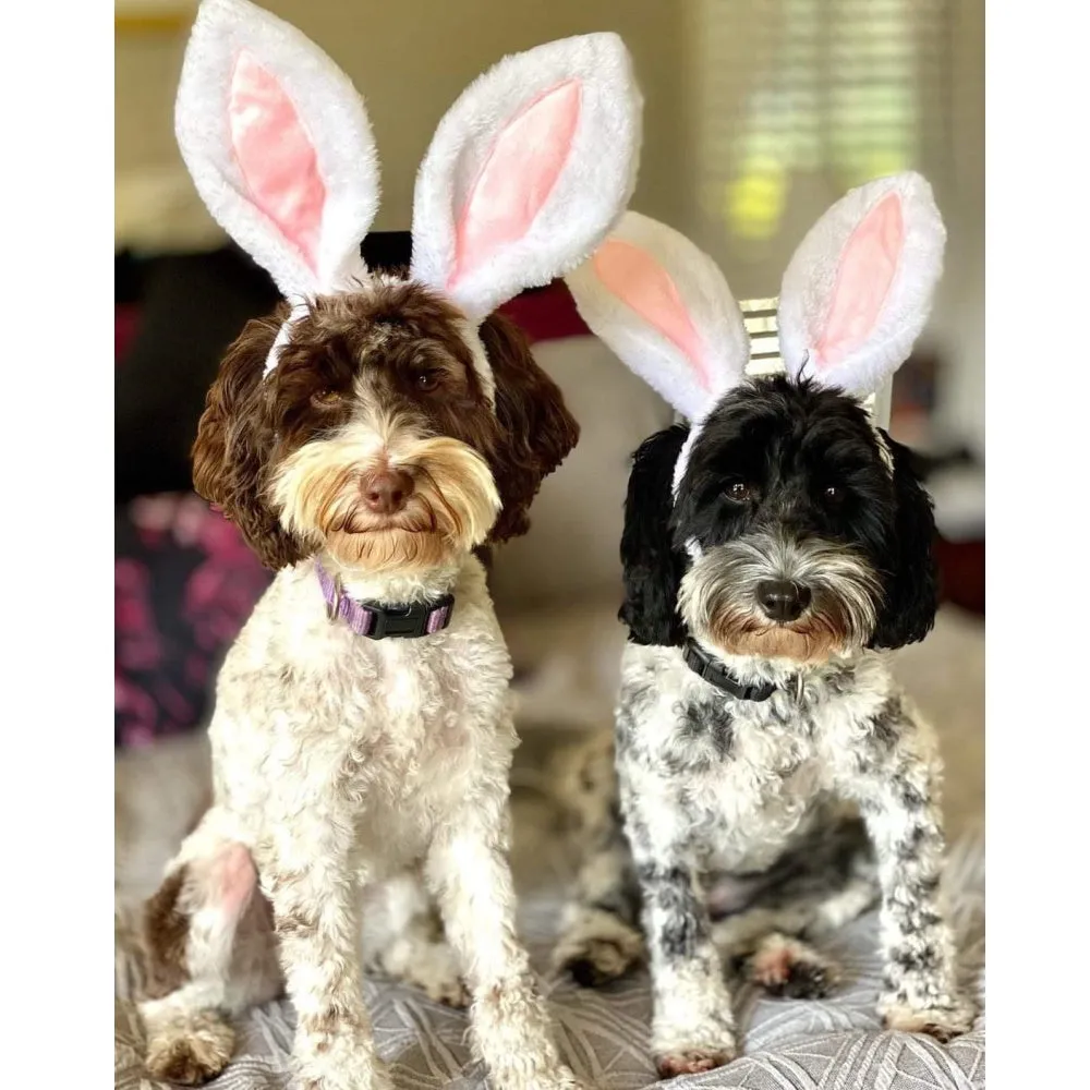 Dog Bunny Ears