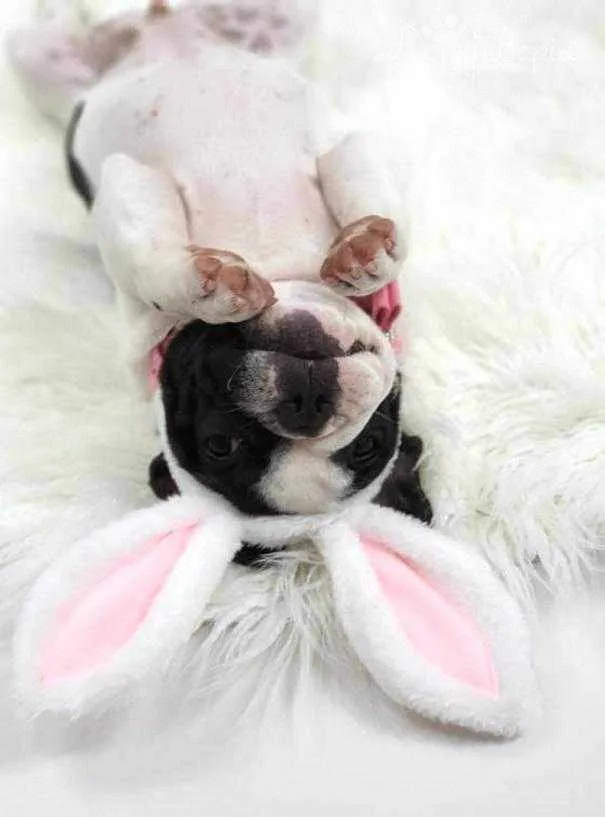Dog Bunny Ears