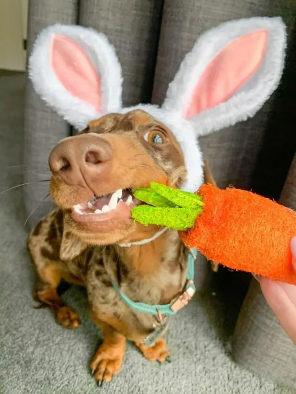 Dog Bunny Ears