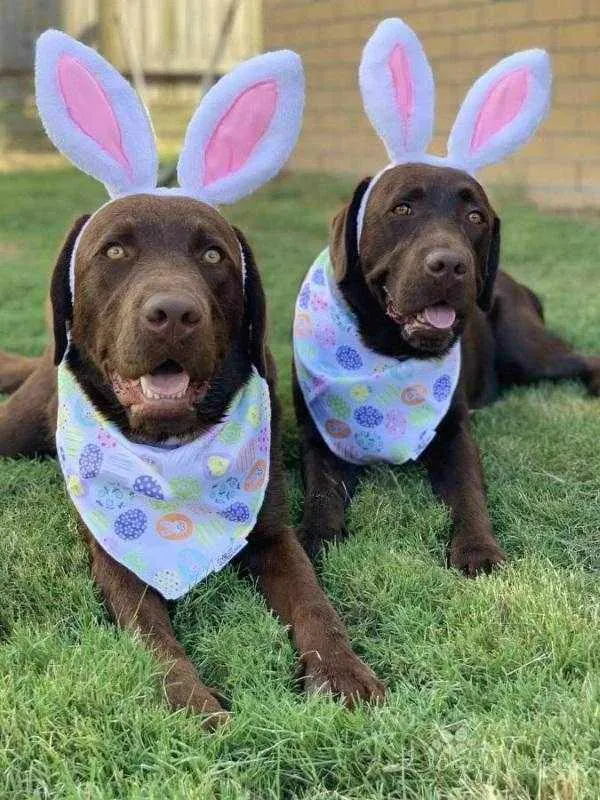 Dog Bunny Ears